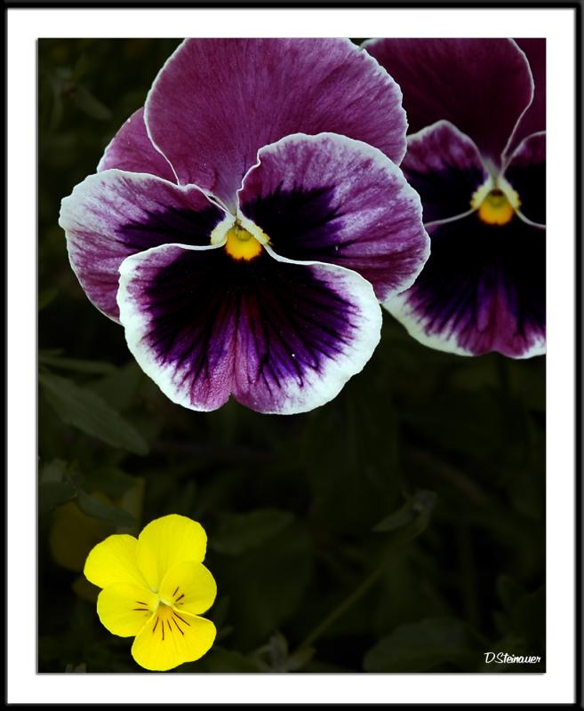 ds20050529_0014a1wF Pansy.jpg