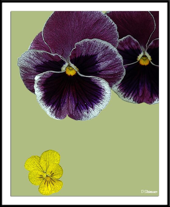 6/7/05 - Trois Fleurs<br><font size=3>ds20050529_0014a3wF Pansy.jpg</font>