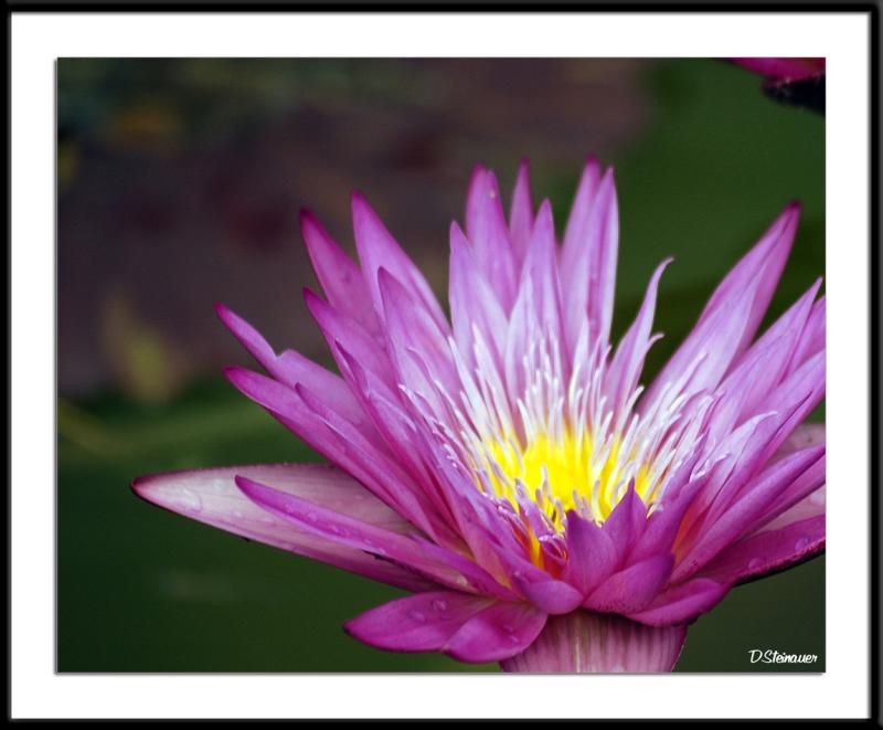 6/9/05 - Water Lily<br><font size=3>ds20050513_0110awF Water Lily.jpg</font>