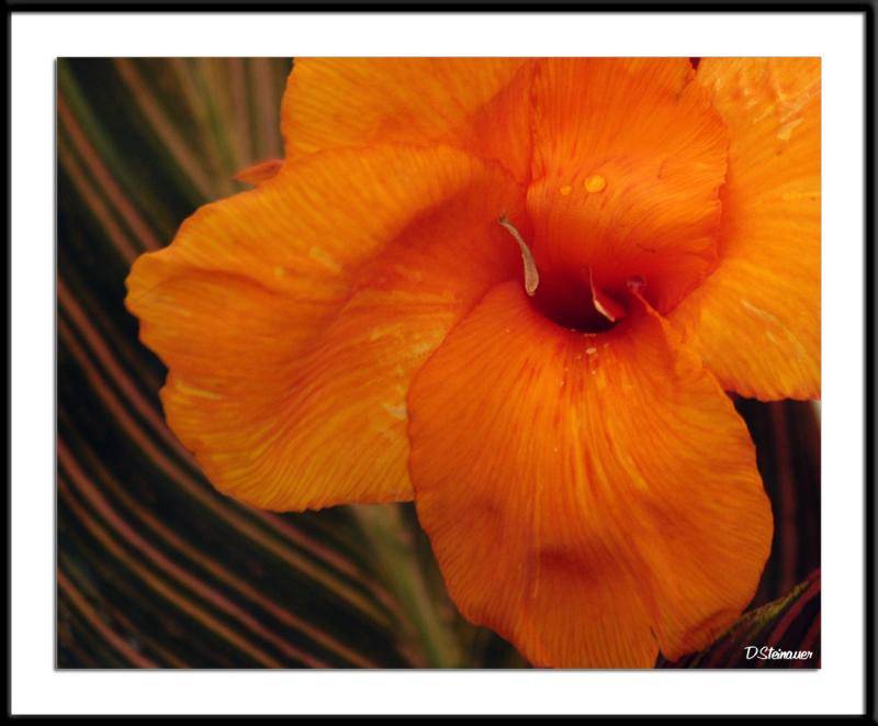 6/13/05 - Orange Tears<br><font size=3>ds20050513_0099awF.jpg</font>