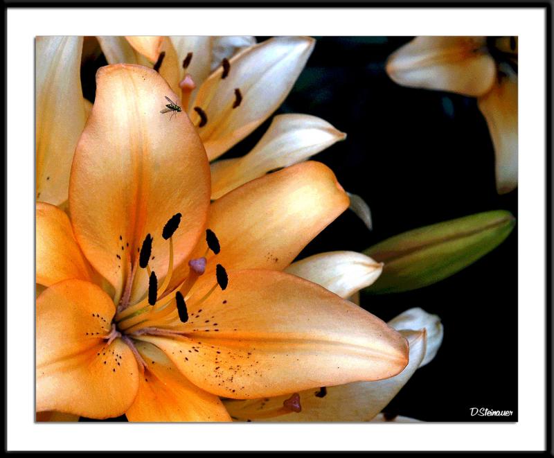 ds20050625_0260a2wF Lily Posterized-8.jpg