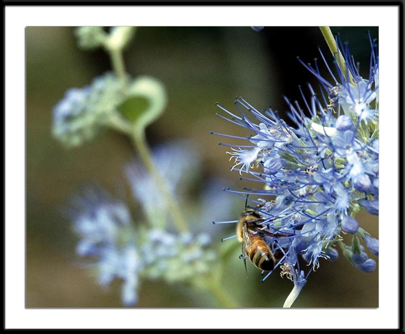 9/19/05 - Fall Pollination<br><font size=3>ds20050918_0060awF bee.jpg</font>