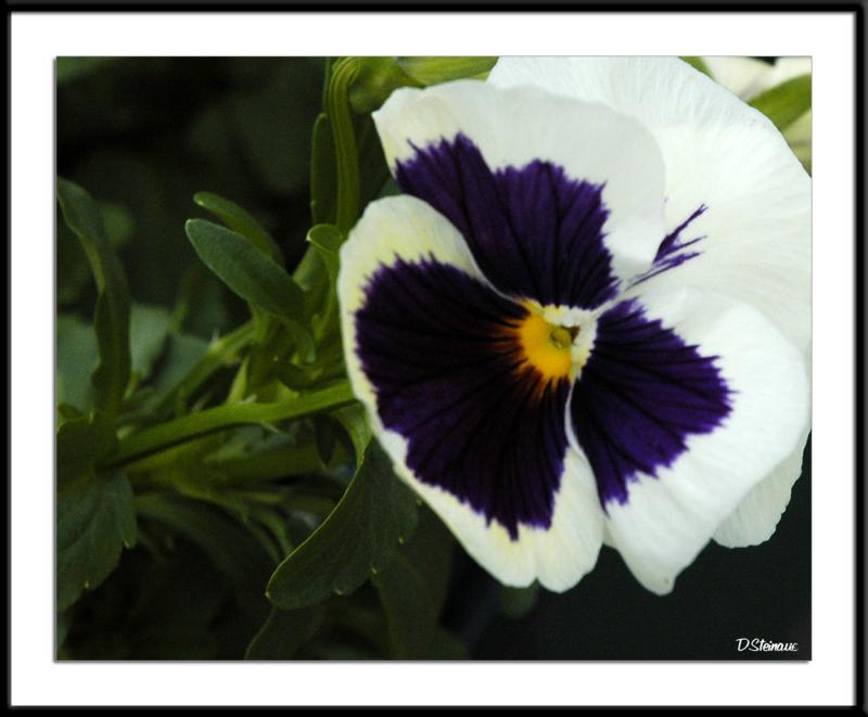ds20050924_0026a1wF Pansy.jpg