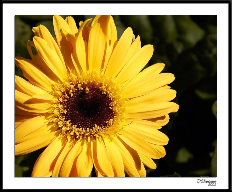 10/2/05 - Floral Sunburst<br><font size=3>ds20051002_0010a1wF Daisy.jpg</font>