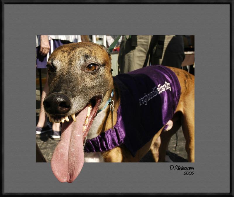 ds20051002_0039awF Greyhound.jpg