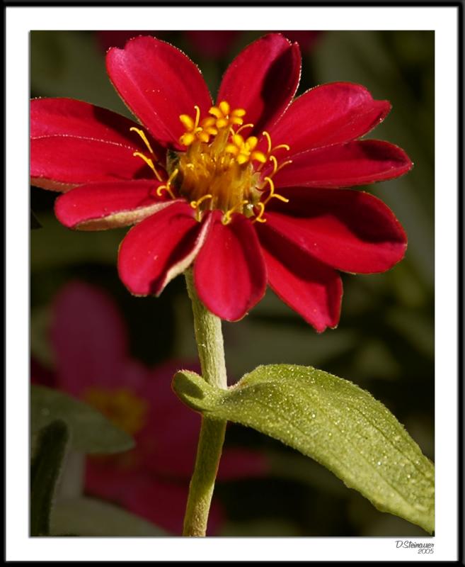 ds20051002_0016awF Red Flower.jpg
