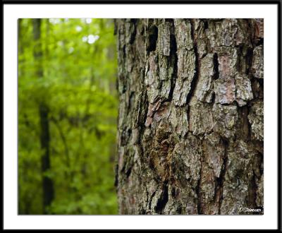 6/2/06 - A Tree Thingds20050529_0142awF Bark.jpg