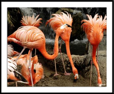 ds20050516_0092awF Flamingos.jpg