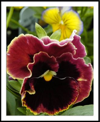 ds20050924_0015a1wF Pansy.jpg