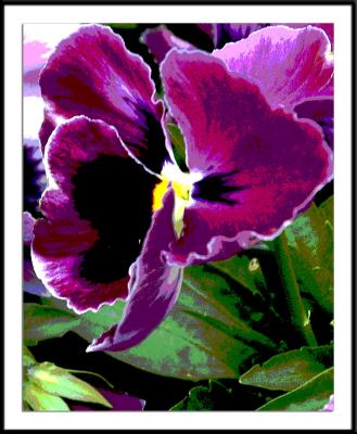 ds20050924_0030a2wF Pansy.jpg