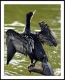 ds20050516a_0169awF Cormorant.jpg