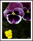 ds20050529_0014a1wF Pansy.jpg