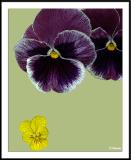 6/7/05 - Trois Fleurs<br><font size=3>ds20050529_0014a3wF Pansy.jpg</font>