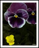 ds20050529_0014a4wF Pansy.jpg