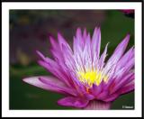 6/9/05 - Water Lily<br><font size=3>ds20050513_0110awF Water Lily.jpg</font>