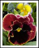 ds20050924_0015a1wF Pansy.jpg