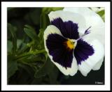 ds20050924_0026a1wF Pansy.jpg