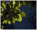 10/17/05 - Abstract Leaves<br><font size=3>ds20051017_0002a1wF Leaves.jpg</font>