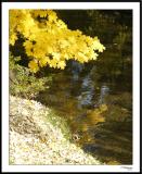 Fall Reflections<br><font size=3>ds20051105a_0107a1wF Leaves Reflected.jpg</font>