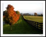 11/5/05 - End of the Day<br><font size=3>ds20051105a_0206a1wF Horse Country Fall.jpg</font>