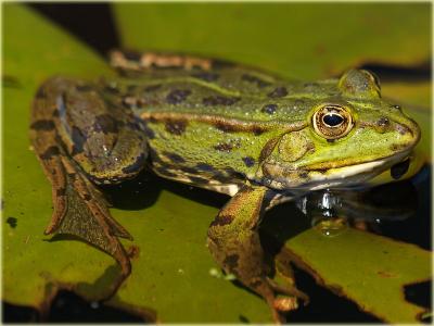 Wasserfrosch / water frog / Rana esculenta