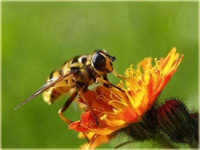 busy as a bee ;-)