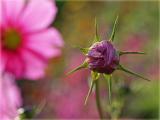 ...in the autumnal garden...
