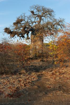 mopane103.jpg