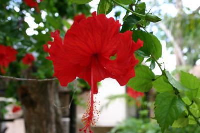 IMG_4830.JPG