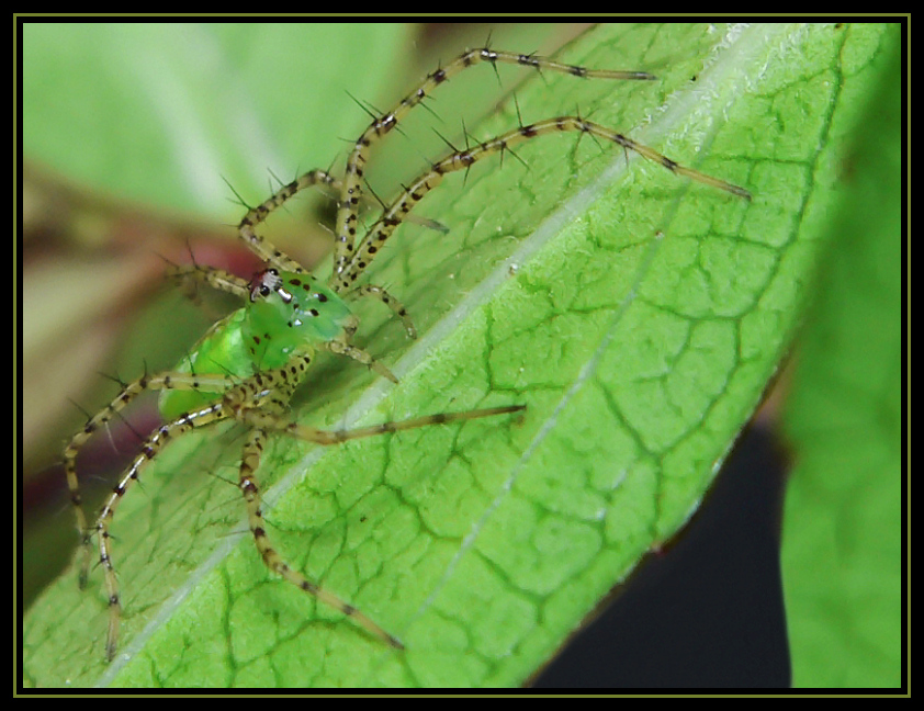 Small Green Lynx Spider