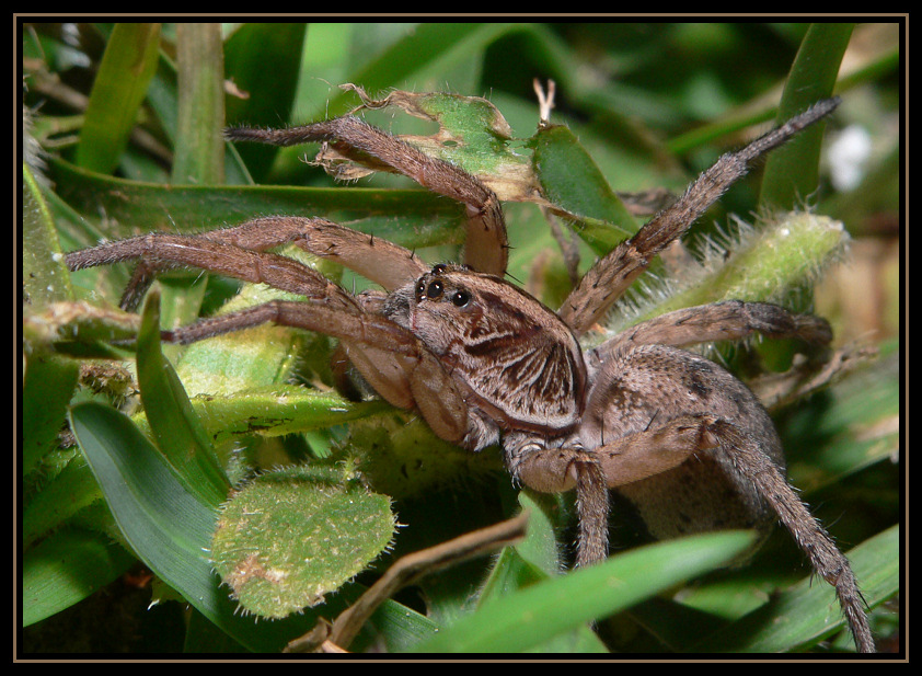 Wolf Spider