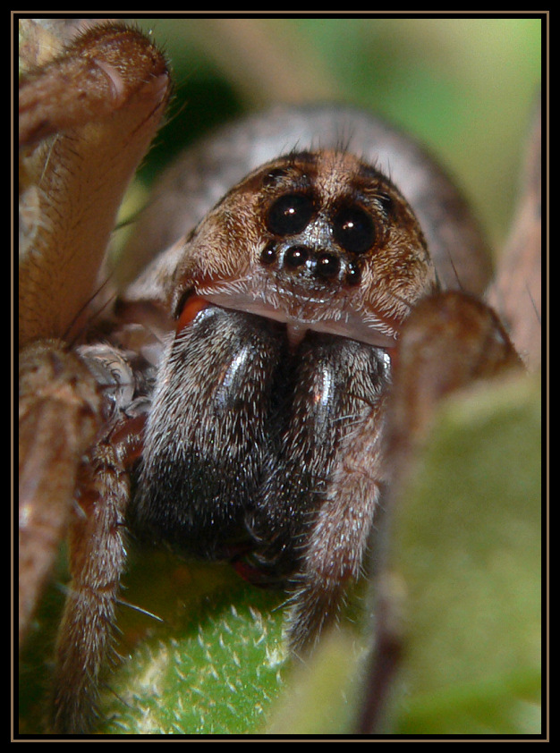 Wolf Spider