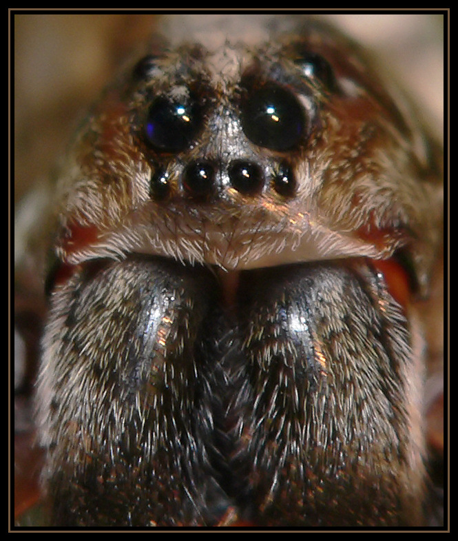 Wolf Spider