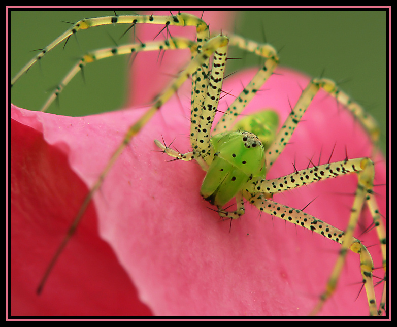 Green Lynx Spider
