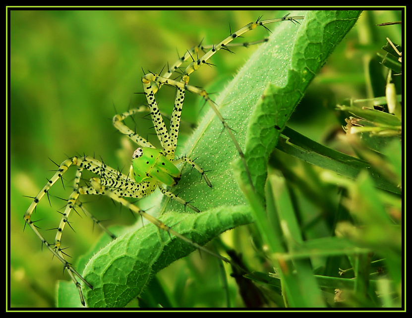 Green Lynx Spider