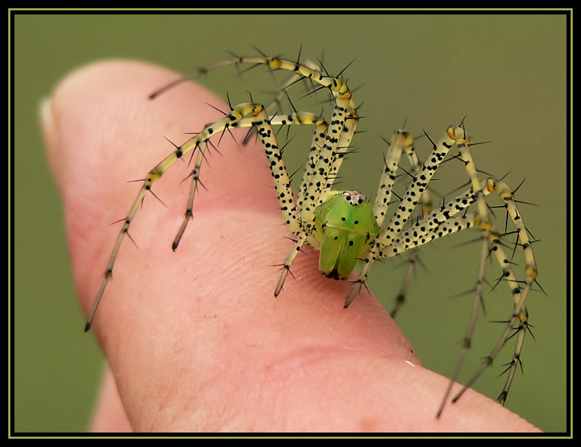 Green Lynx Spider