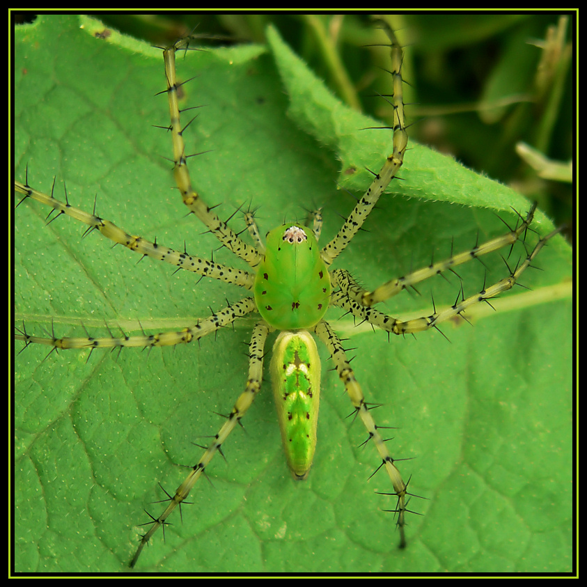 Green Lynx Spider