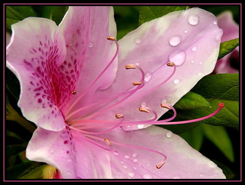 Light Pink Azalea