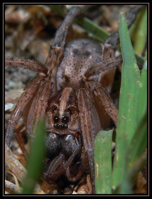 Wolf Spider