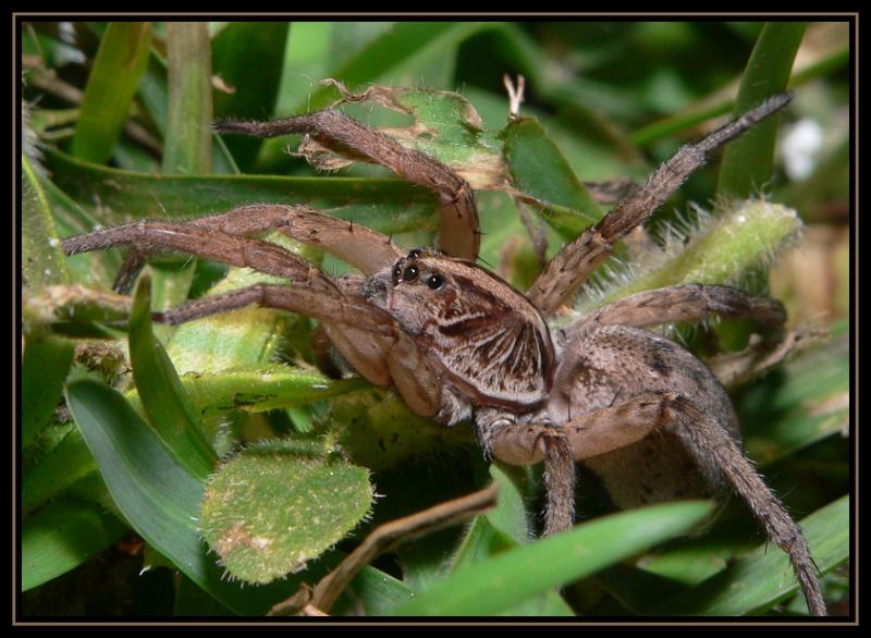 Wolf Spider