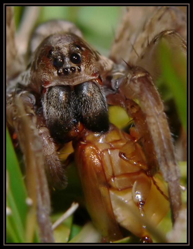 Wolf Spider