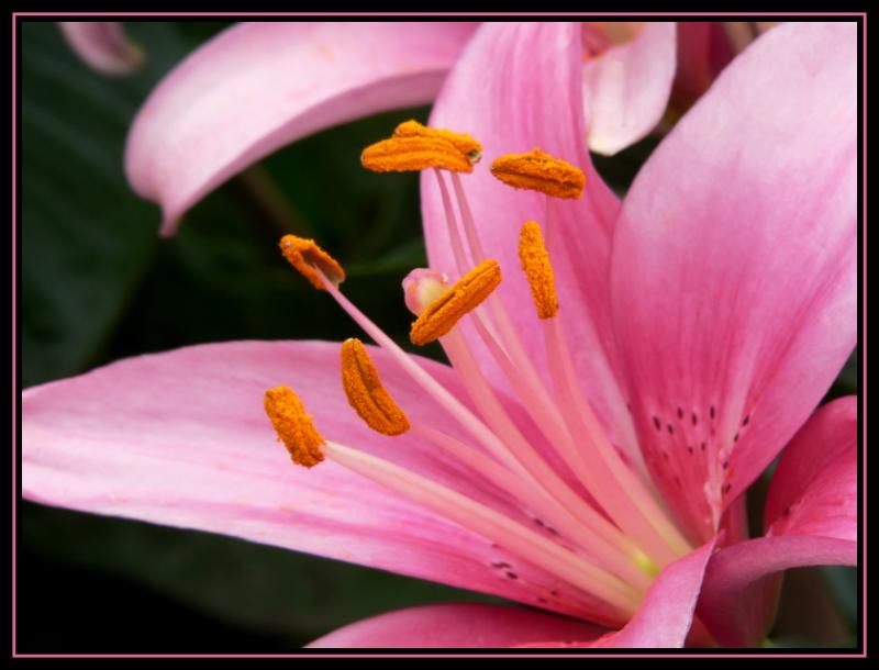 Lily