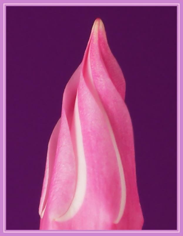 Mandevilla2.jpg
