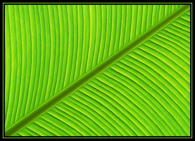 Backlit Banana Leaf