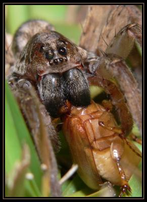 Wolf Spider