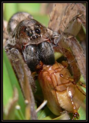 Wolf Spider