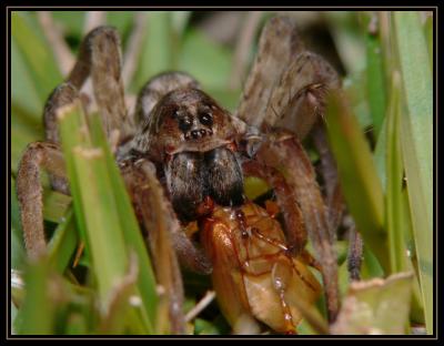 Wolf Spider