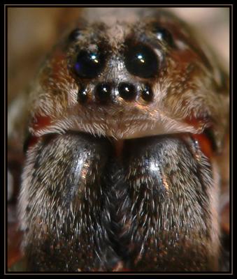 Wolf Spider