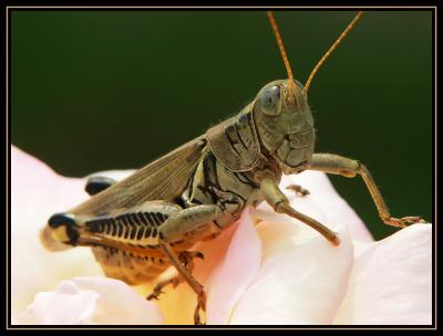 Locust on Rose