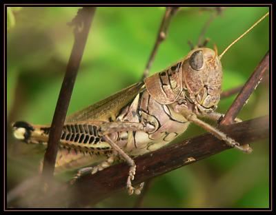 Locust